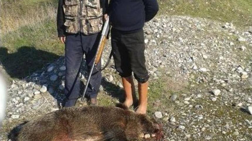 K&ouml;yl&uuml;ler Mısır Tarlasına Giren 2 Domuz Vurdu