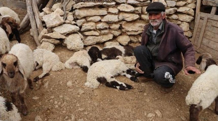 Kuzu &Ouml;l&uuml;mleri