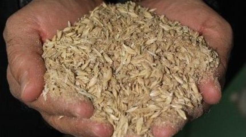 Siyez Buğdayı Artıklarından Organik Kayın Mantarı &Uuml;retildi