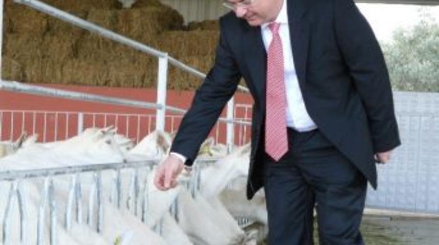 Seferihisar Saanen Ke&ccedil;ileri Azerbaycan Yolcusu