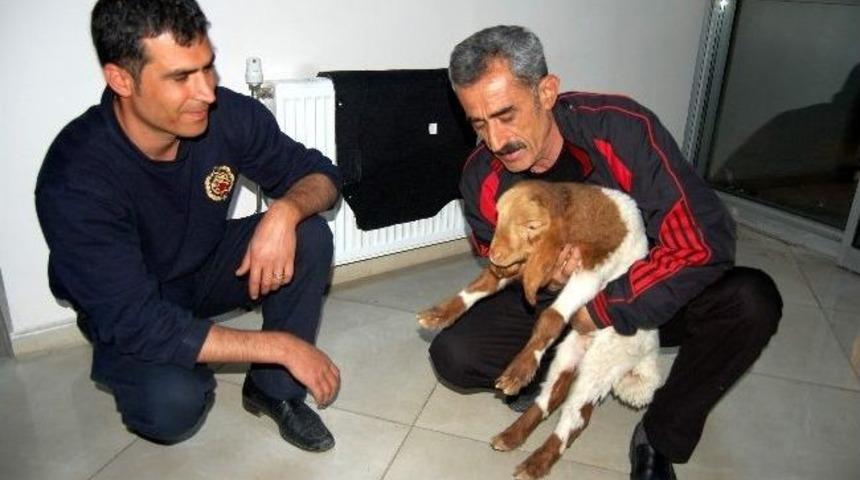 Minik Kuzu İtfaiyenin Maskotu Oldu