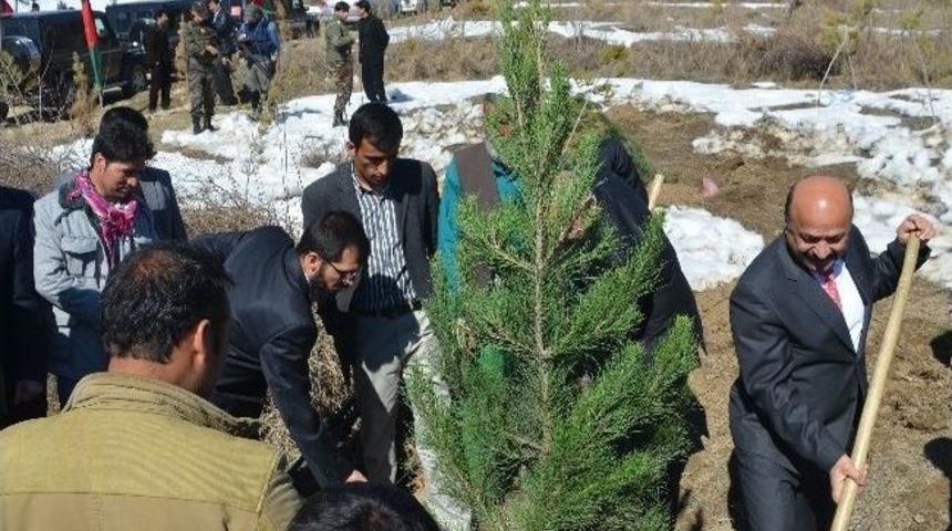 Afgan-t&uuml;rk Dostluk Korusu&rsquo;na Bin Adet Fidan Dikildi