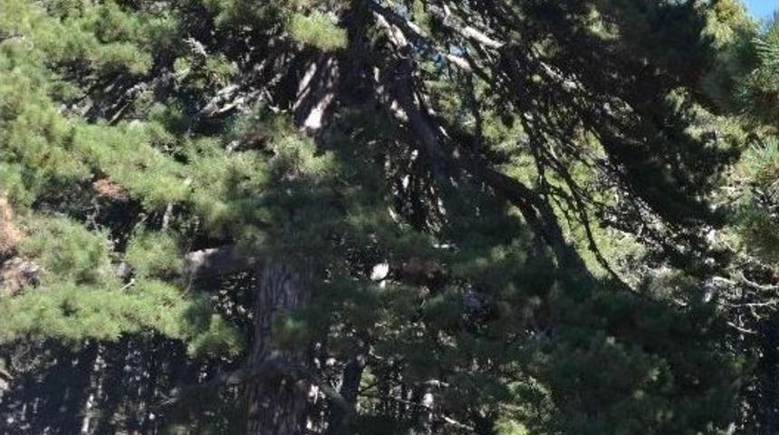 610 Yıllık &Ccedil;am Ağacı İlgi Odağı Oldu