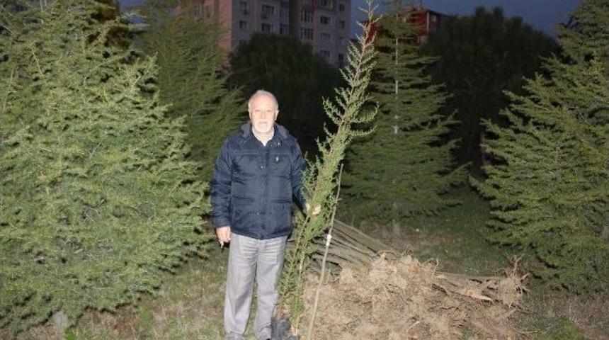 Tema'dan &Ccedil;orlu'ya Bedava Fidan