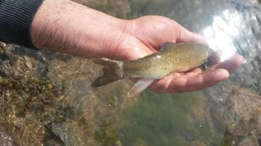 G&uuml;m&uuml;şhane'nin Godil Deresi'nde Balık &Ouml;l&uuml;mleri