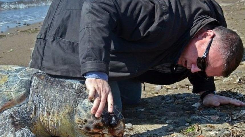 Dikili&rsquo;de Bir Caretta &Ouml;l&uuml;s&uuml; Bulundu