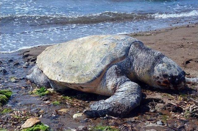 Dikili&rsquo;de Bir Caretta &Ouml;l&uuml;s&uuml; Bulundu 1