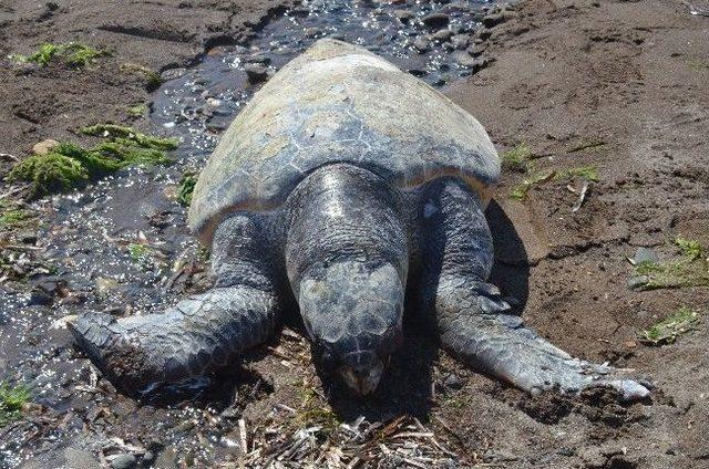 Dikili&rsquo;de Bir Caretta &Ouml;l&uuml;s&uuml; Bulundu 2