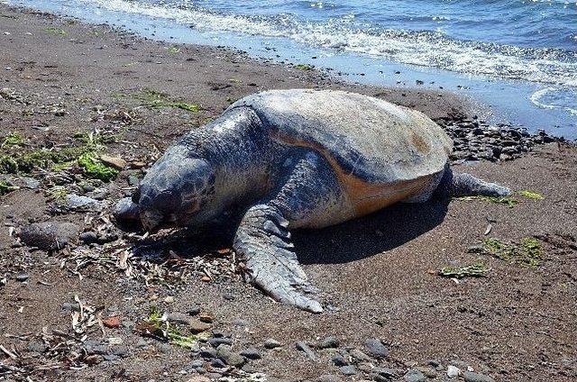Dikili&rsquo;de Bir Caretta &Ouml;l&uuml;s&uuml; Bulundu 3