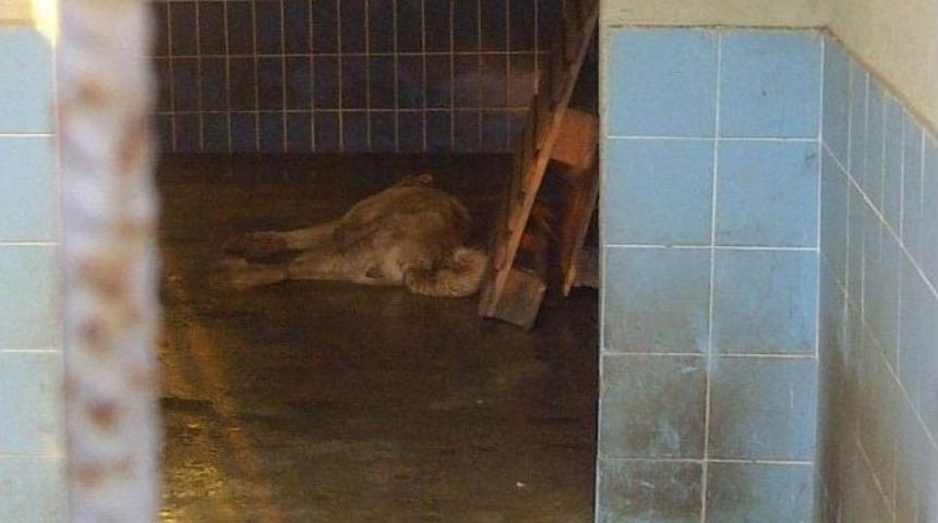 Hayvan Barınağındaki K&ouml;peklerin Uyuz Olduğu İddiası