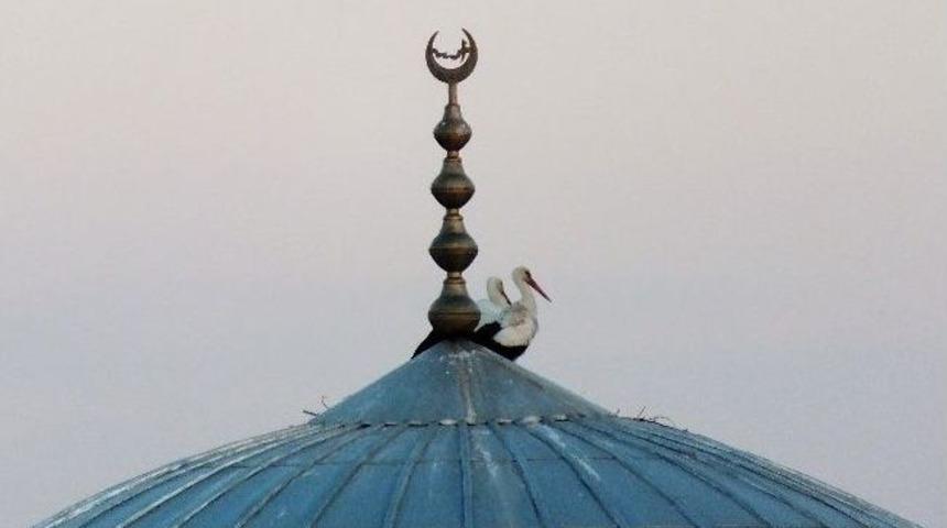 Leylekler Yuvalarına D&ouml;nd&uuml;