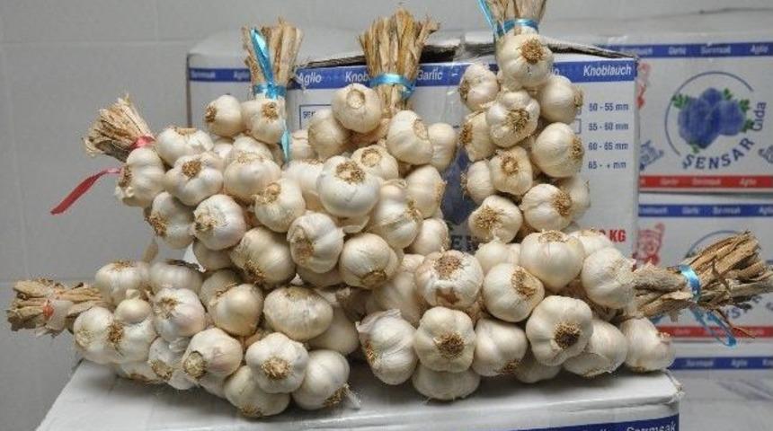 Sarımsak Sekt&ouml;r&uuml;, Tkdk İle Kapasitesini Arttırıyor