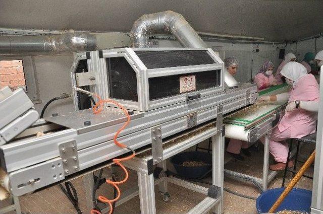 Sarımsak Sekt&ouml;r&uuml;, Tkdk İle Kapasitesini Arttırıyor 1