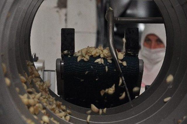 Sarımsak Sekt&ouml;r&uuml;, Tkdk İle Kapasitesini Arttırıyor 2