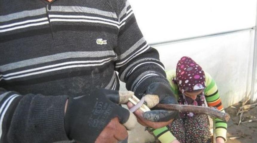 Niksar&rsquo;da Cevizde Uygulamalı Aşı Kursu Verildi