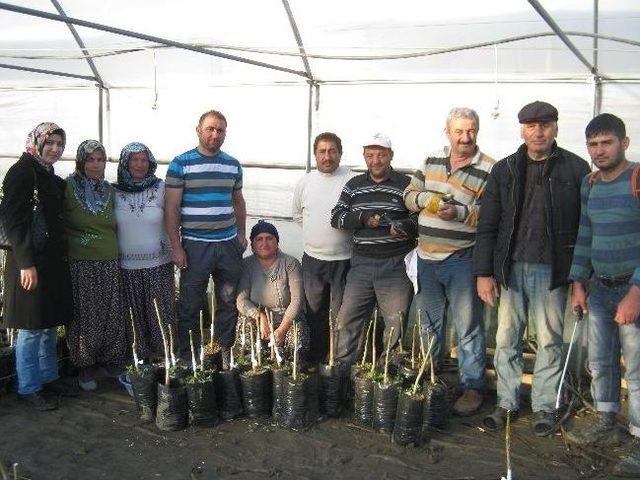 Niksar’da Cevizde Uygulamalı Aşı Kursu Verildi 1