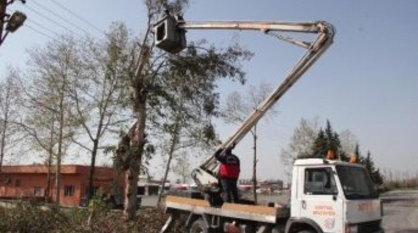 D&ouml;rtyol&rsquo;da Elektrik Tellerine Zarar Veren Ağa&ccedil;lar Budanıyor