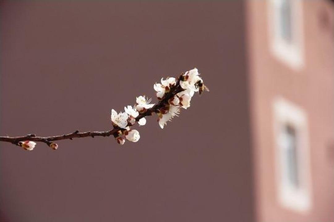 Iğdır&rsquo;da Kayısı &Ccedil;i&ccedil;ekleri Erken A&ccedil;tı