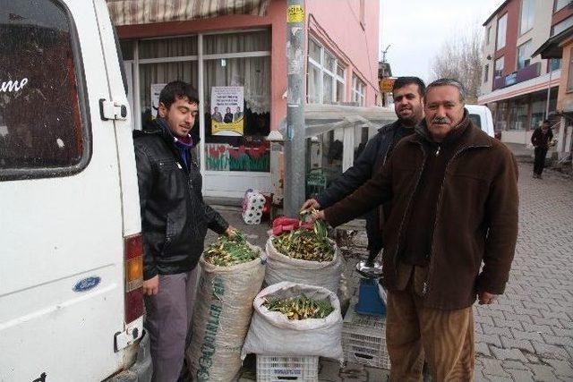 Varto’da Gülbahar Bitkisi Tezgahtaki Yerini Aldı