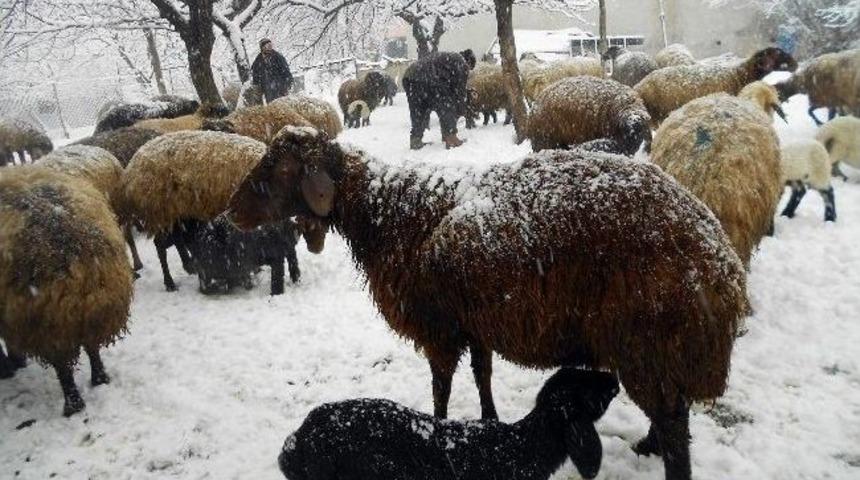 Adilcevaz&rsquo;da Koyunlar Yavrulamaya Başladı