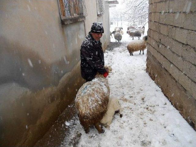 Adilcevaz&rsquo;da Koyunlar Yavrulamaya Başladı 1