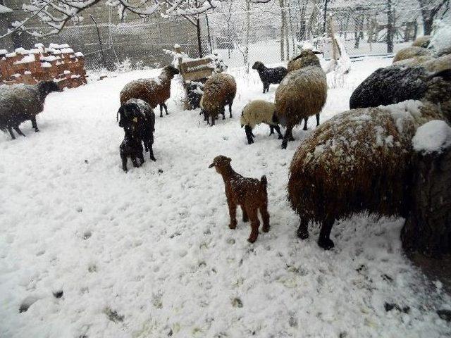Adilcevaz&rsquo;da Koyunlar Yavrulamaya Başladı 3