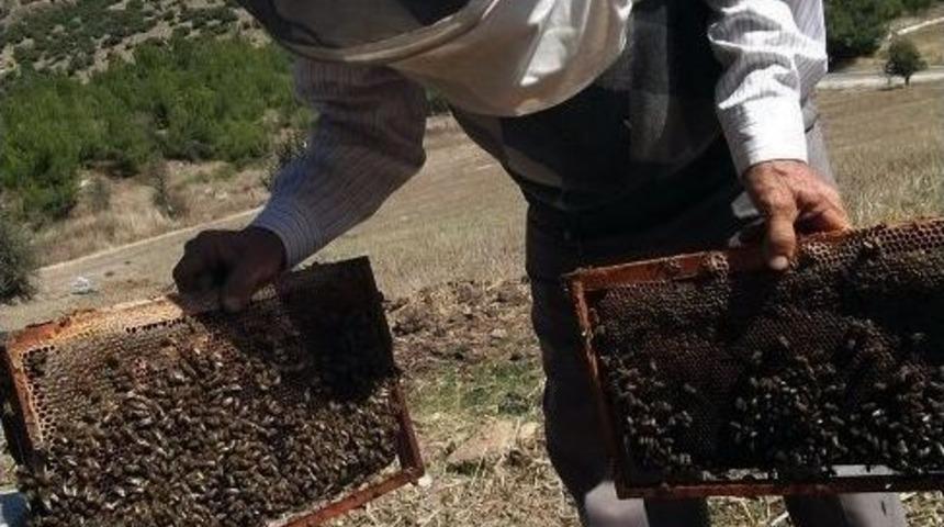 T&uuml;rkiye Kestane Balını D&uuml;zce&rsquo;den Yiyor