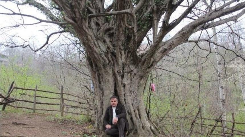 Kutsallığına İnanılan Ağa&ccedil;lara Kimse Dokunmuyor