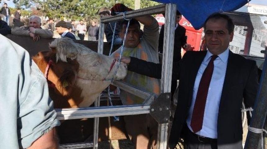 Havza&rsquo;da 47 Aileye 188 B&uuml;y&uuml;kbaş Hayvan Verildi