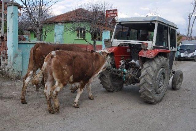 Havza’da 47 Aileye 188 Büyükbaş Hayvan Verildi