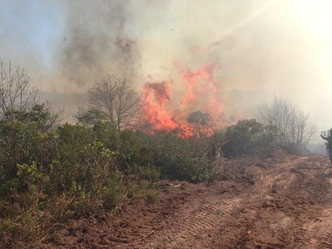 Şile'de Orman Yangını