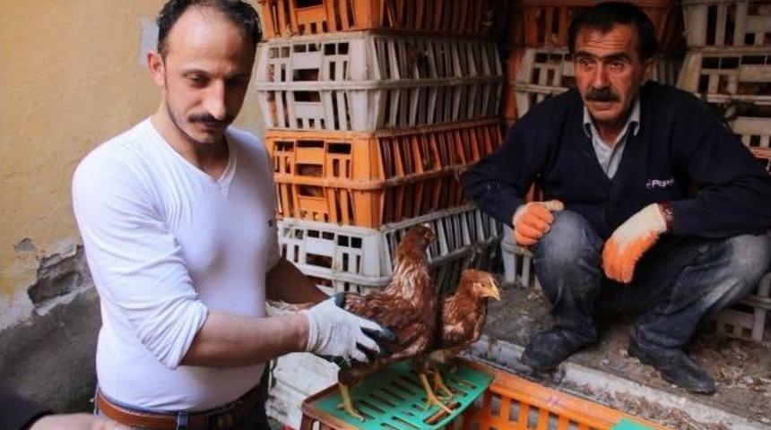 K&ouml;y Yumurtası İ&ccedil;in Tavuk Dağıtıldı