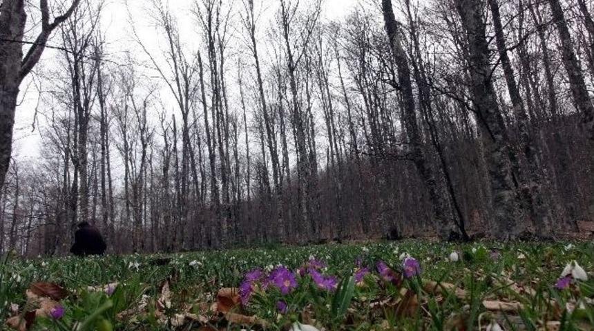 &Ccedil;uha &Ccedil;i&ccedil;eği (primula) Orman &Uuml;r&uuml;nleri Envanterine Girdi