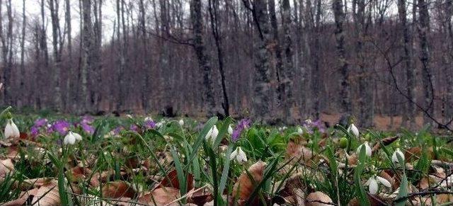 Çuha Çiçeği (primula) Orman Ürünleri Envanterine Girdi