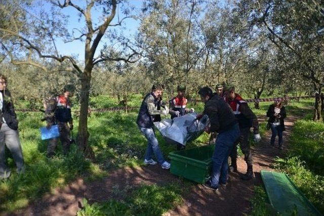 Zeytin Ağacına Kendini Astı 1