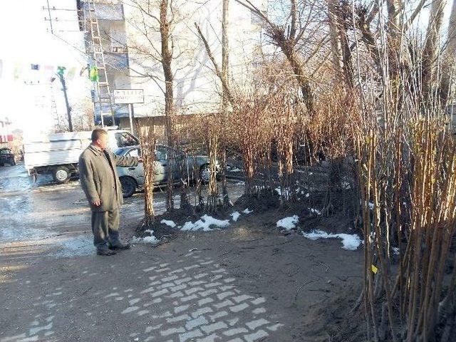 Adilcevaz’da Fidan Satışları Başladı 1