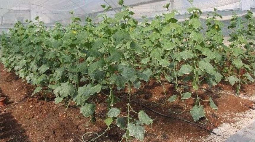 Kaymakamlık Sera Kurup Vatandaşı Eğitti
