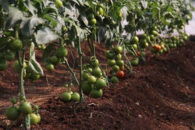 Kaymakamlık Sera Kurup Vatandaşı Eğitti