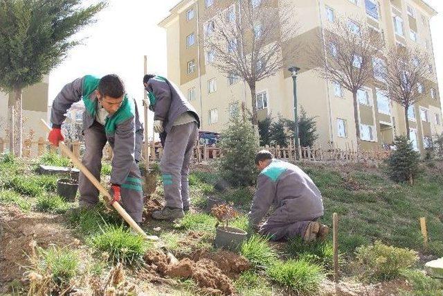 Gölbaşı Toki’ye 2 Bin Gül