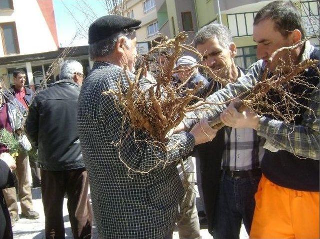 Doğanşehir’de Orman Haftası Kutlandı