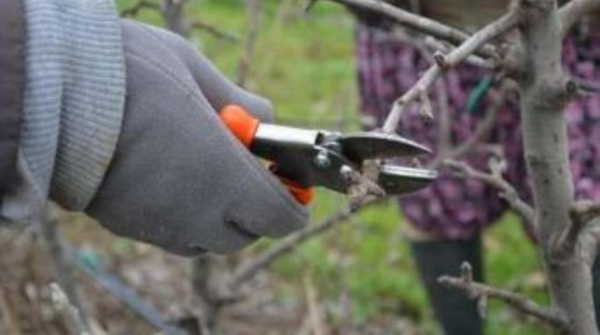 Didim Ziraat Odası'ndan Devlet Destekli Budama Kursu &Ccedil;ağrısı