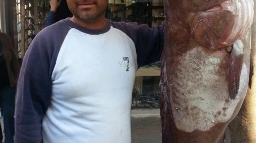 Balık&ccedil;ıya 26 Kilogramlık Lagos S&uuml;prizi