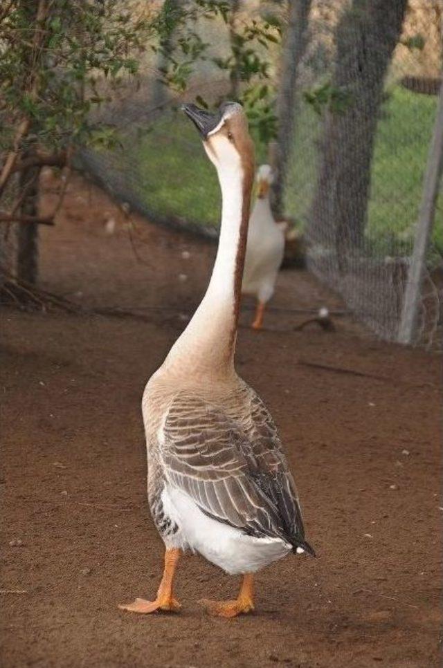 Glorıa Havyanat Bah&ccedil;esi &Ccedil;ocuklara Sevgi Aşılıyor 1
