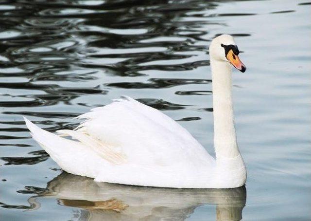 Glorıa Havyanat Bah&ccedil;esi &Ccedil;ocuklara Sevgi Aşılıyor 2