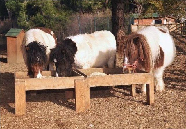 Glorıa Havyanat Bah&ccedil;esi &Ccedil;ocuklara Sevgi Aşılıyor 3