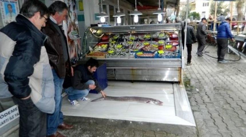 Mudanyalı Balık&ccedil;ılar 40 Yıl Sonra Yılan Balığı Yakaladı