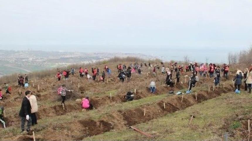 &Ouml;ğrenciler 300 Fidan Dikti