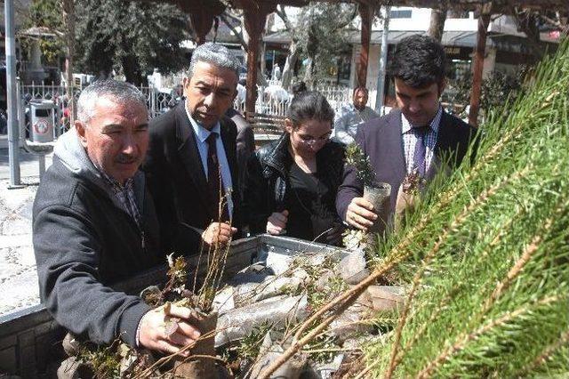 Cuma Namazı Sonrası Fidan Dağıtıldı