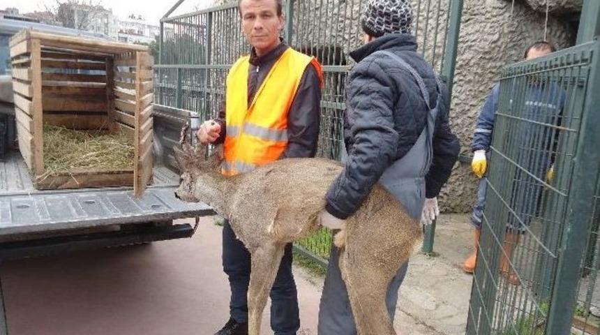 Yaralı Karacaya B&uuml;y&uuml;kşehir Şefkati