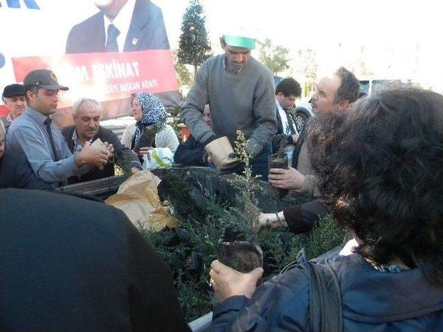 Tekirdağ’da Orman Haftası Dolayısıyla 2 Bin Çam Fidanı Dağıtıldı